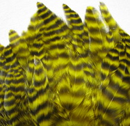 ������� ���� Hen feathers ������ ������